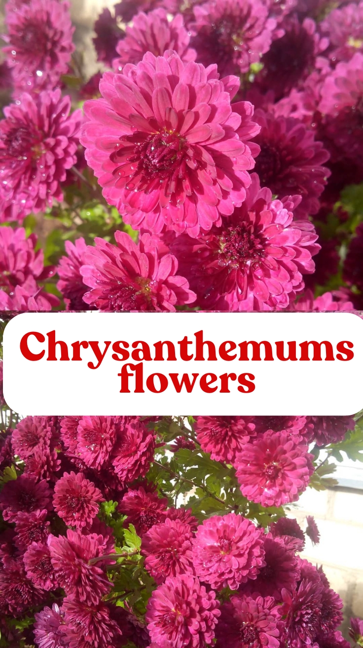 A Complete Guide to Chrysanthemums Flowers: Growing, Meaning, and More