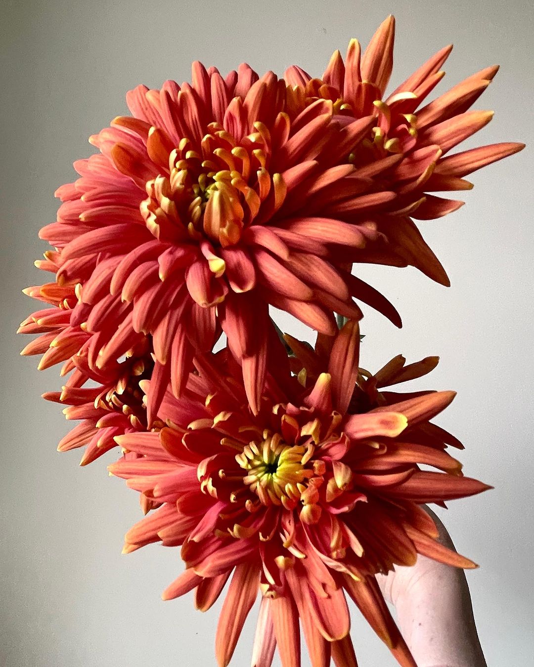 A bunch of orange Chrysanthemums being held by someone.