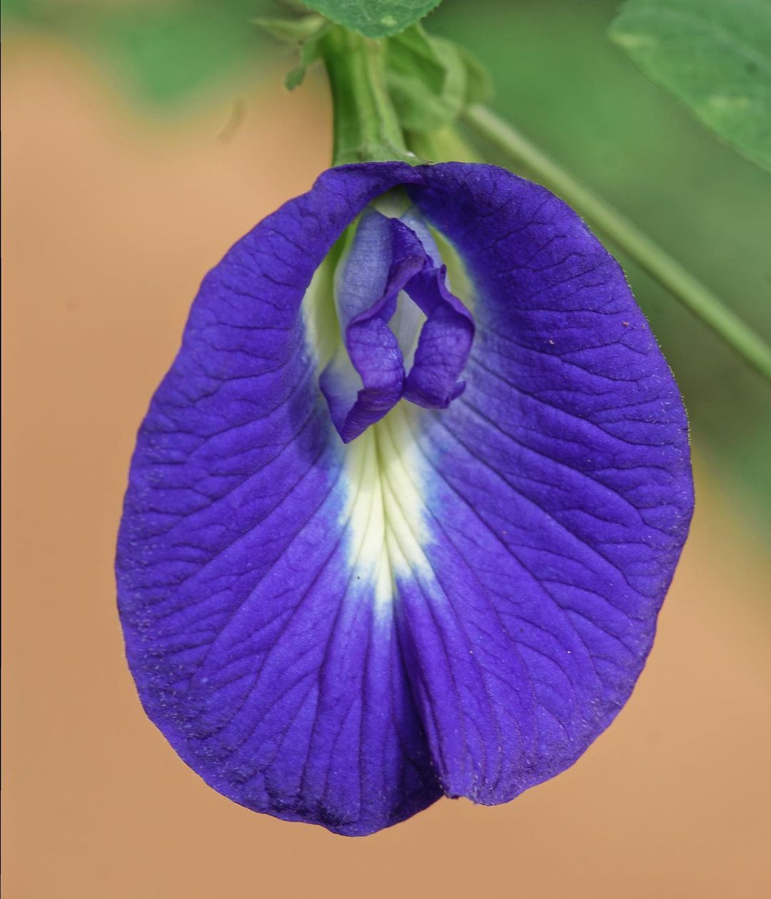 Clitoria ternatea, commonly known as butterfly pea, is a vibrant blue flowering plant known for its medicinal properties and use in natural food coloring.flowers that look like vaginas
