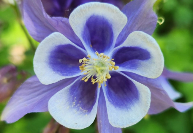 Columbine Flowers: A Complete Guide for USA Gardeners flowers starting with C