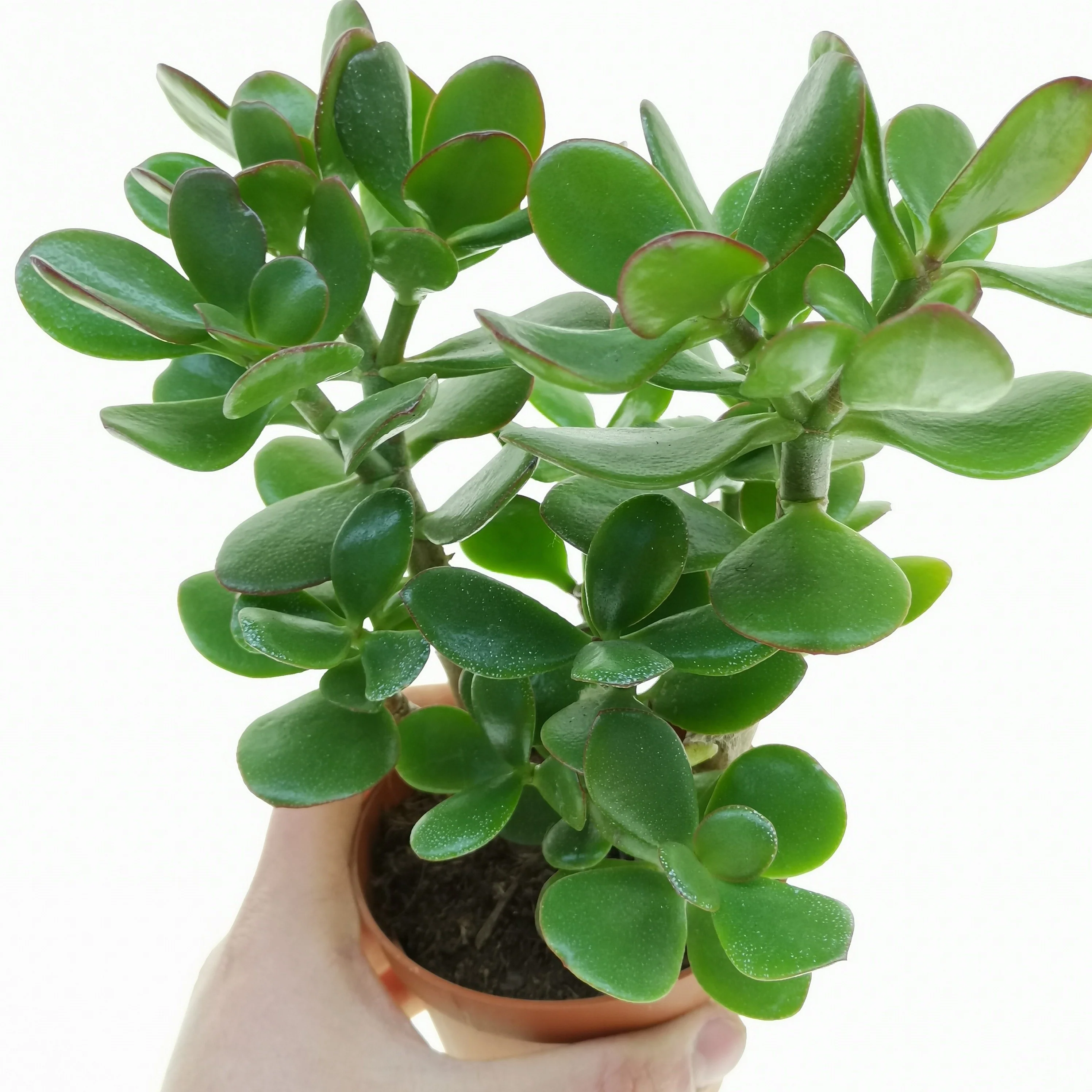 Common Jade (Crassula ovata)
