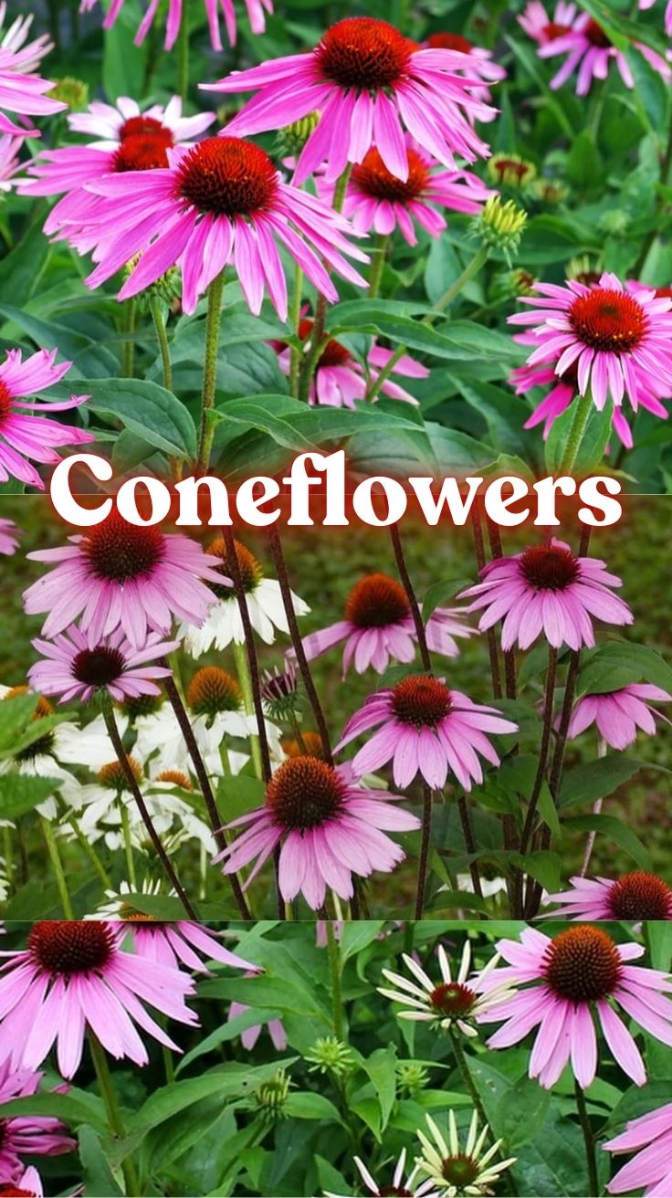 Coneflowers