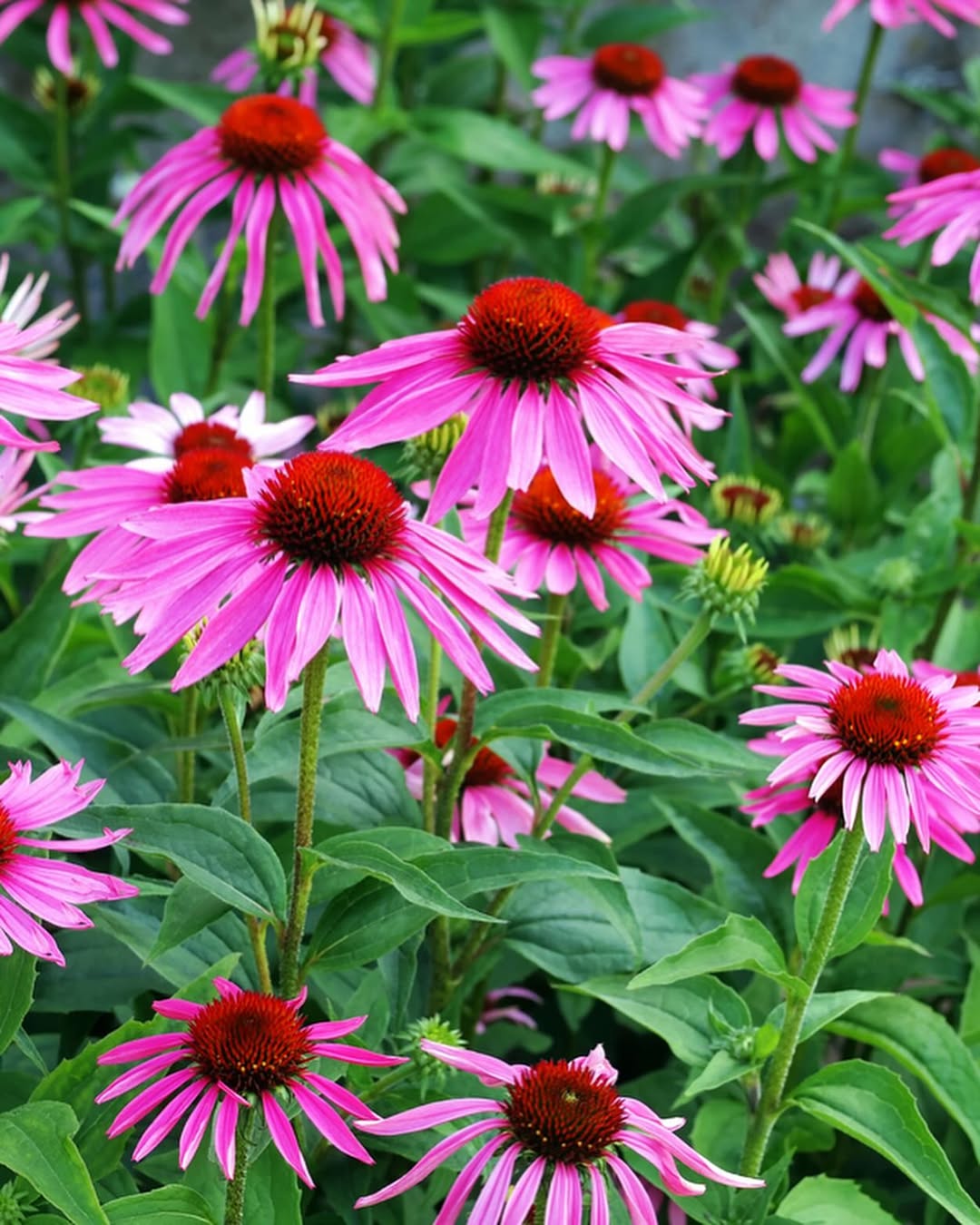 Echinacea purpurea