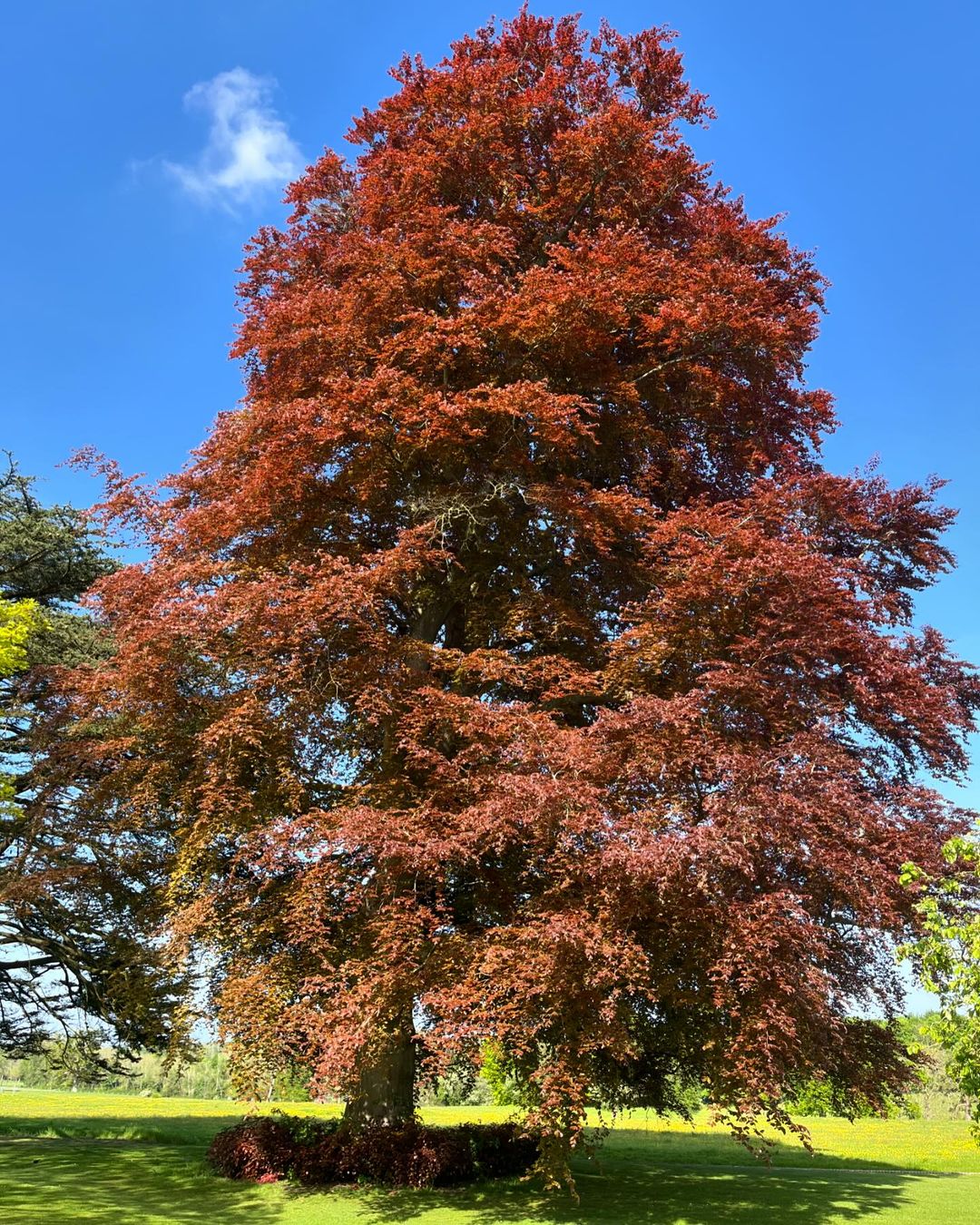 Image of a striking Copper Beech Tree with red foliage, located in a serene park setting.Trees That Start With C