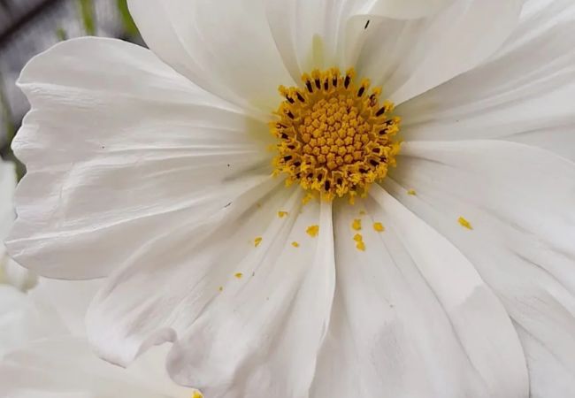 Cosmos Flowers: The Gardener