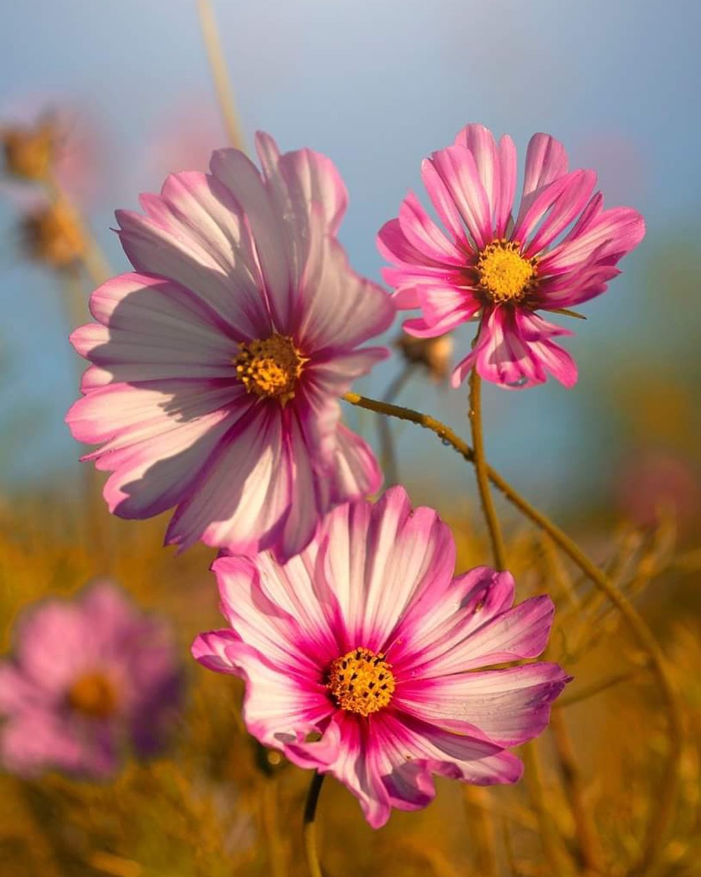 Photograph of vibrant cosmos flowers captured