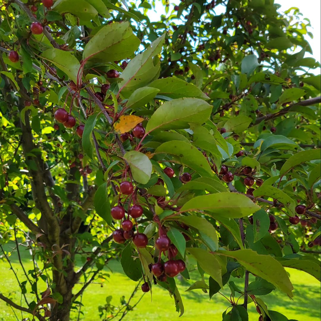 A Crabapple Tree with ripe fruit hanging from its branches.Trees That Start With C