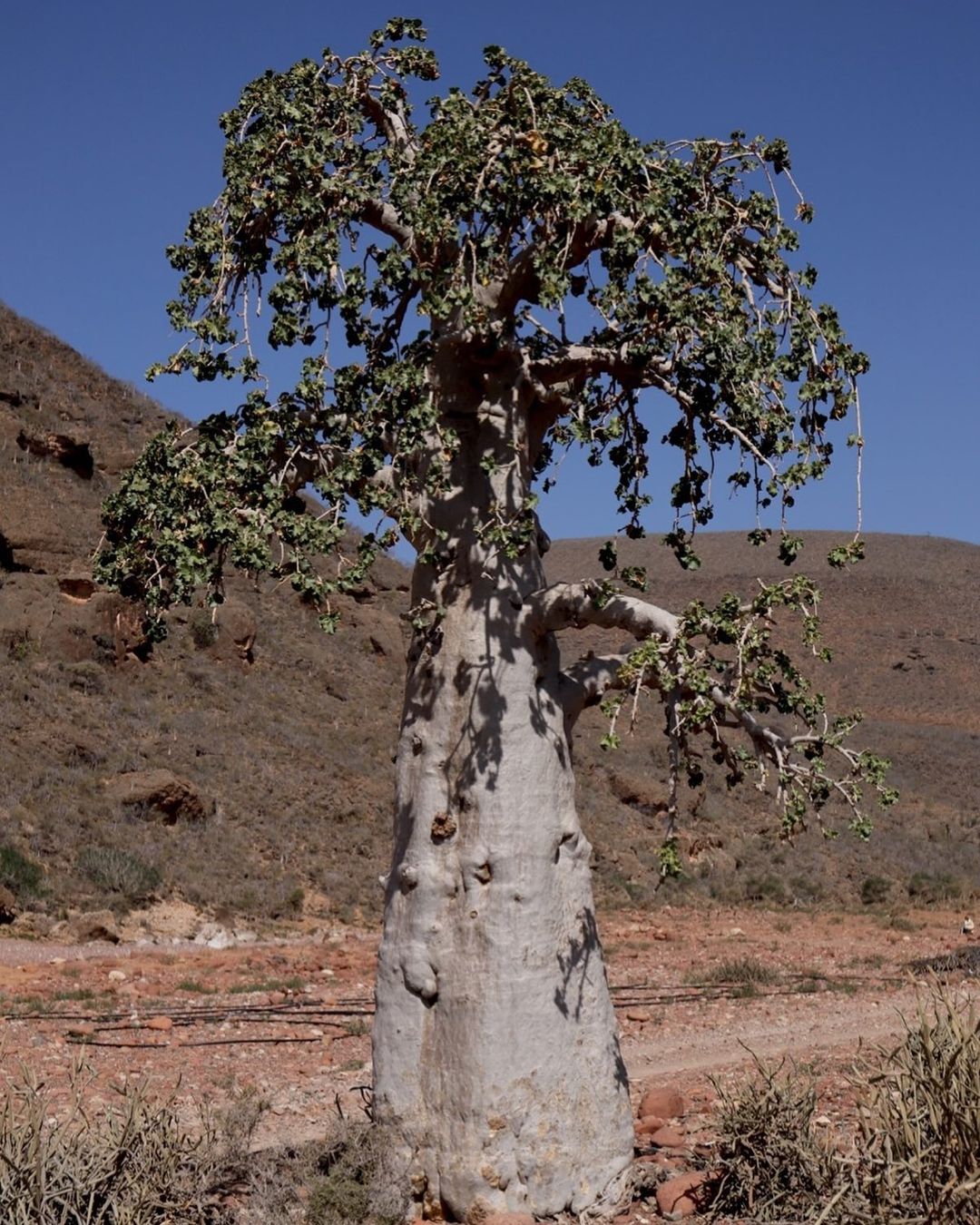 A solitary baobab tree, also known as the Cucumber Tree, in the arid desert environment. Trees That Start With C