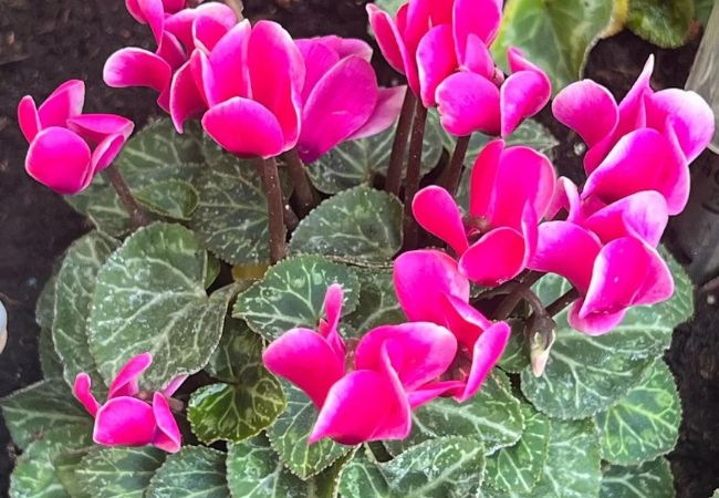Cyclamen flowers starting with C