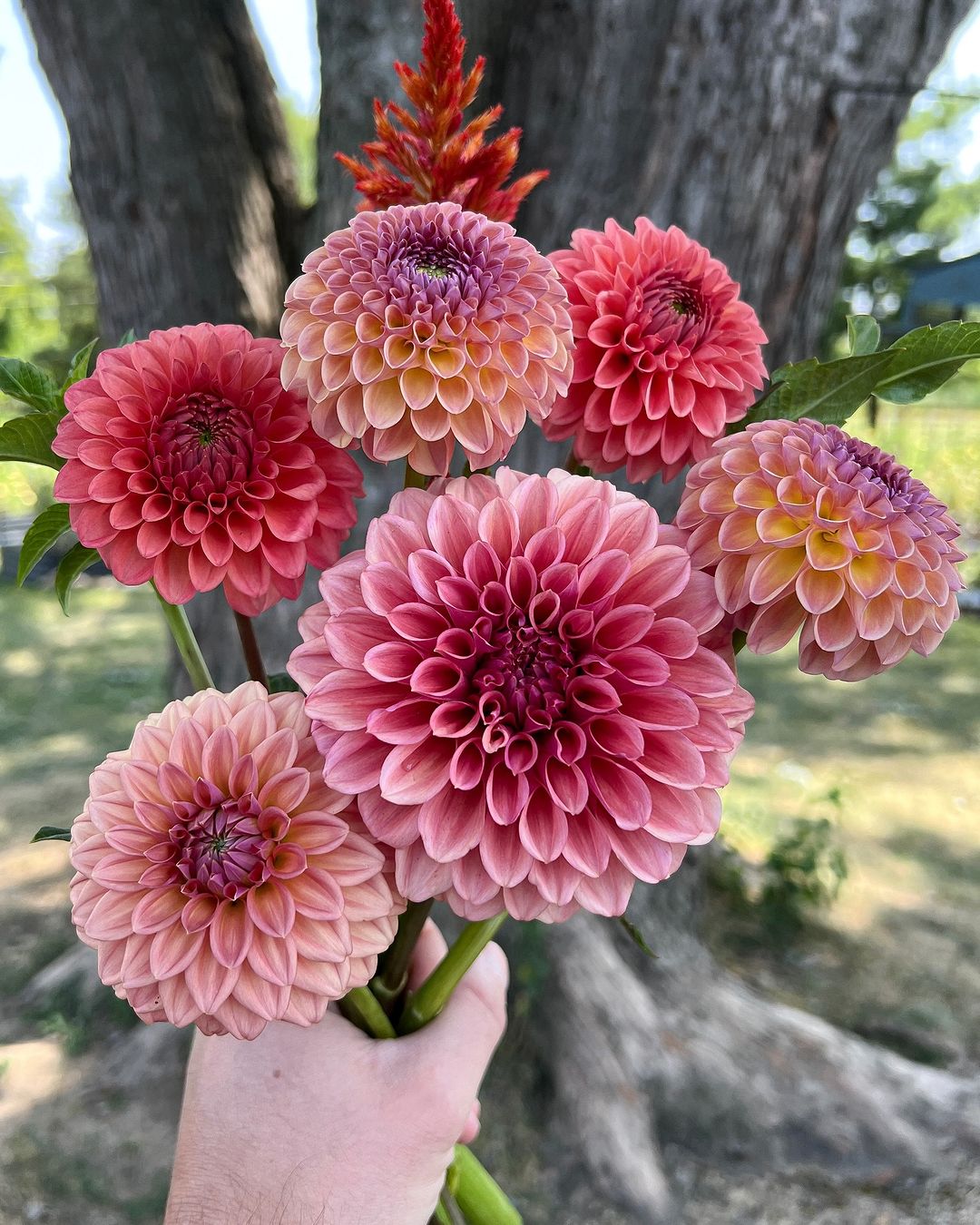 A hand holding a bunch of pink and red dahlia flowers.