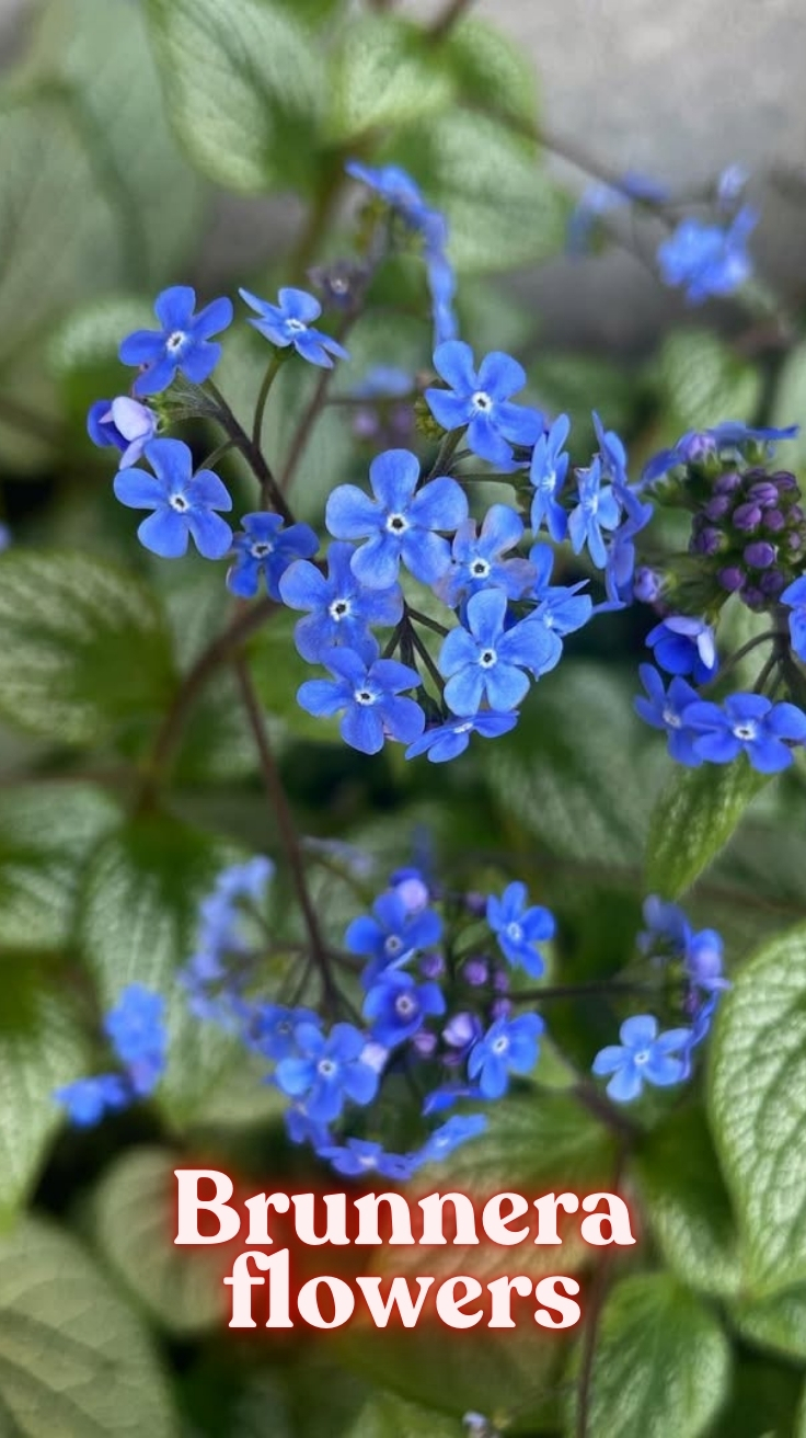 Brunnera flowers