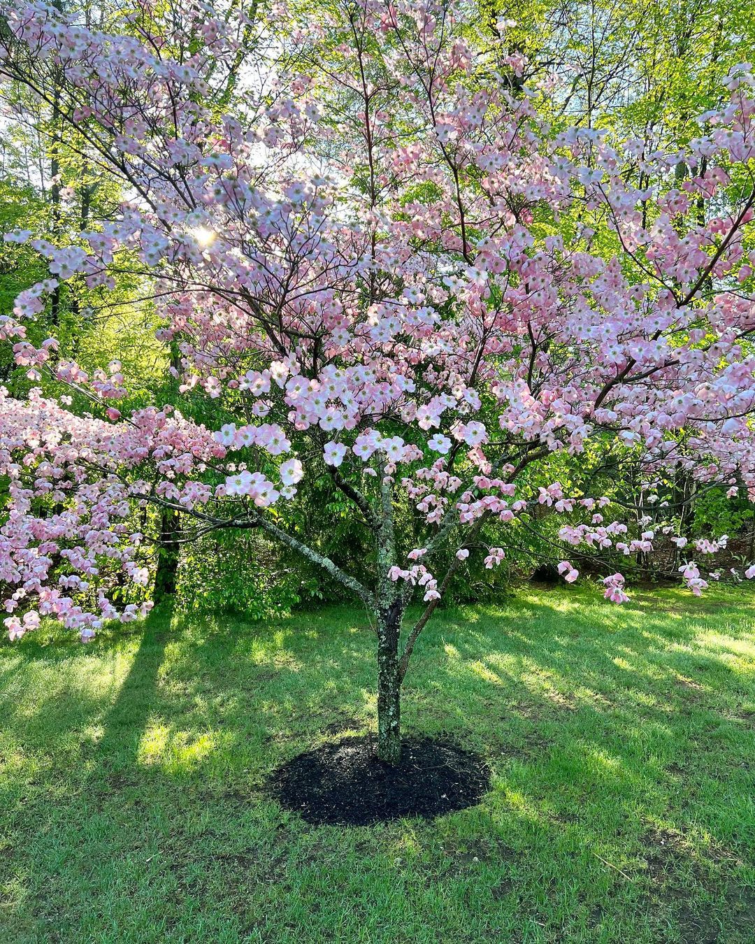 A Dogwood tree with pink flowers standing in a grassy field.