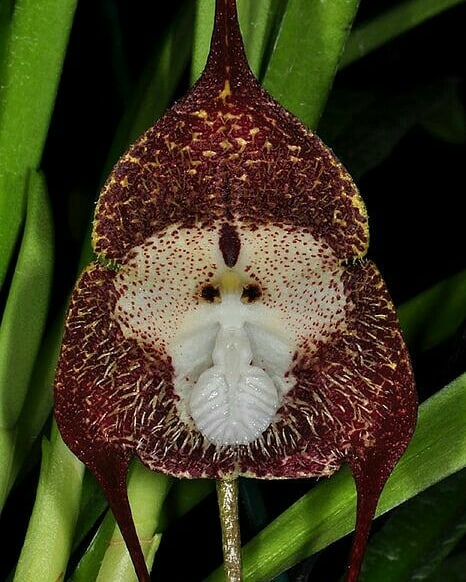 Dracula Simia, also known as the monkey orchid, is a rare and captivating flower that remarkably resembles a monkey