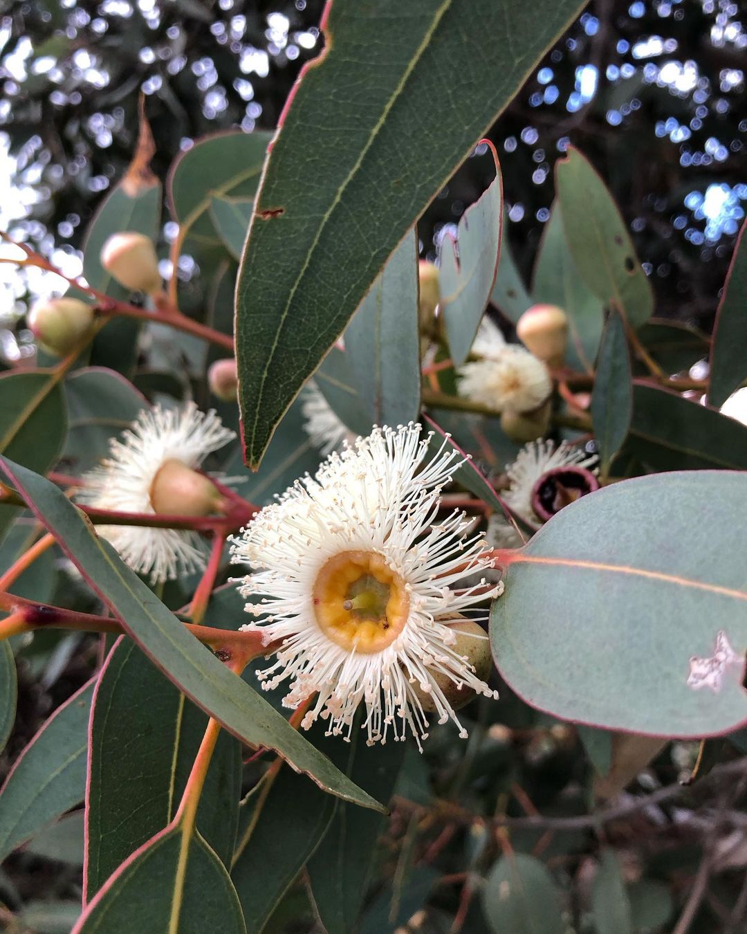 Close-up of Eucalyptus flower on tree.