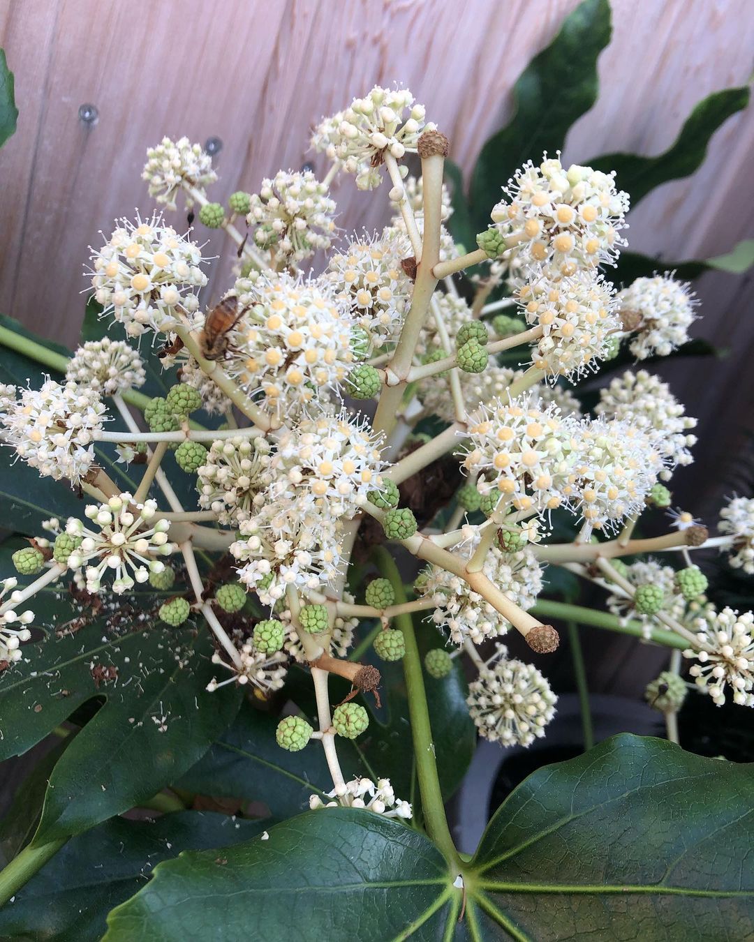 White flowers and green leaves on a Fatsia Plant.