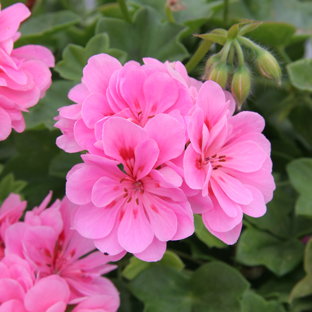 Vibrant pink geraniums contrast beautifully with their green leaves.
