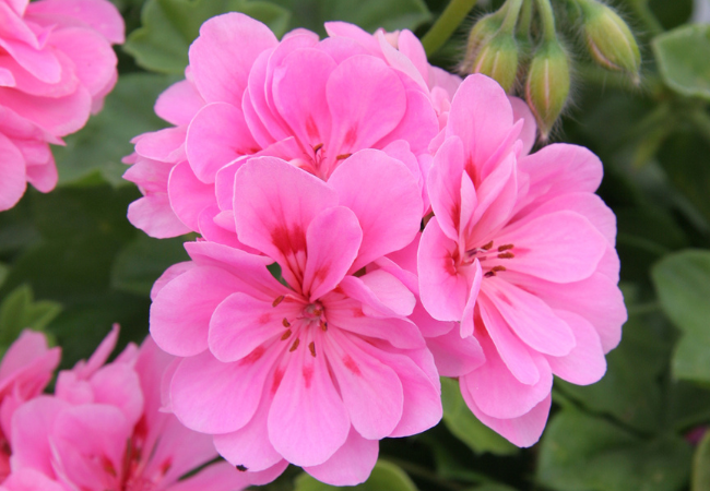 Geraniums: Colorful Classics for Your Garden and Home flowers starting with C