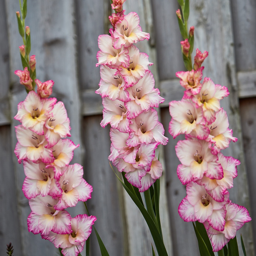 Tall, elegant spikes of vibrant flowers, perfect for adding height and color to any garden.