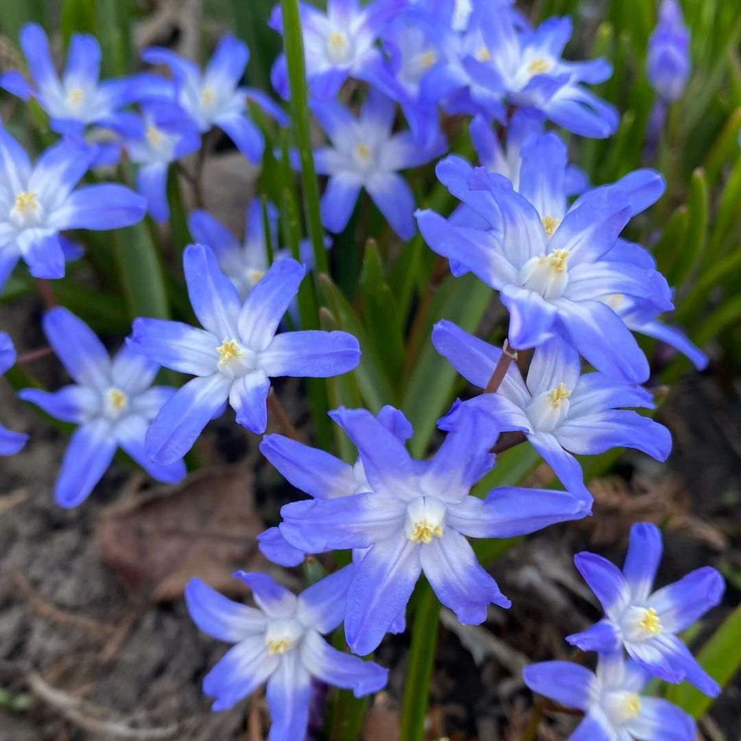 Blue flowers with white centers, known as Glory-of-the-Snow.