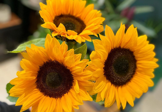 Helianthus: Growing & Enjoying America