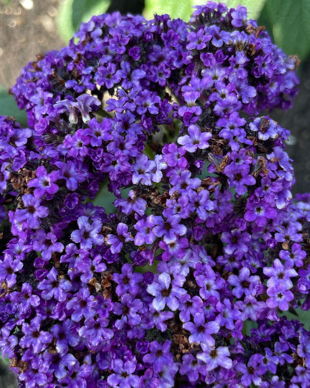 Purple heliotrope flowers in a garden.