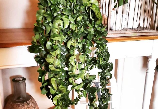 Hindu Rope Plant: A Unique Houseplant for Your Home