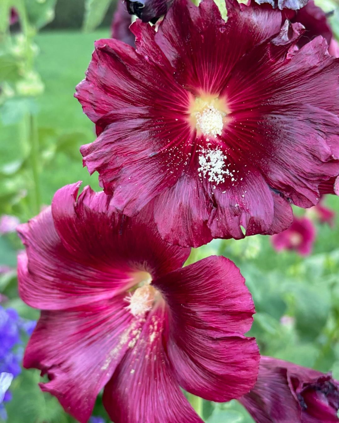 Image of two large red hollyhock flowers with white centers in a garden