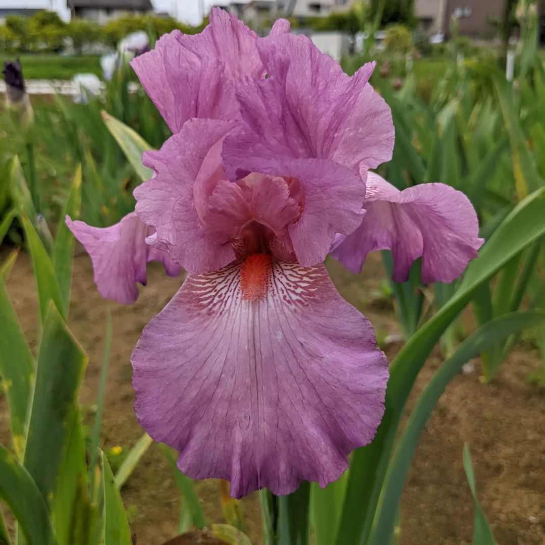 The Iris Germanica, also known as the Bearded Iris, is a vibrant and hardy perennial known for its striking, colorful blooms and sword-like foliage.flowers that look like vaginas