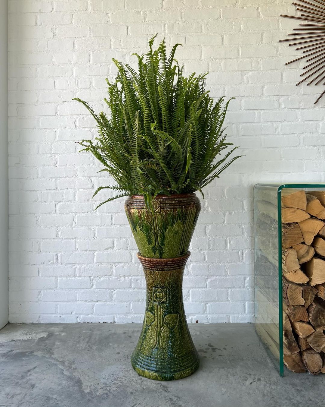 Image of a large green Kimberly Fern plant in a vase.