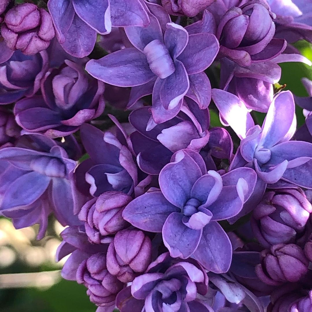 A close up of a bunch of purple lilac flowers.
