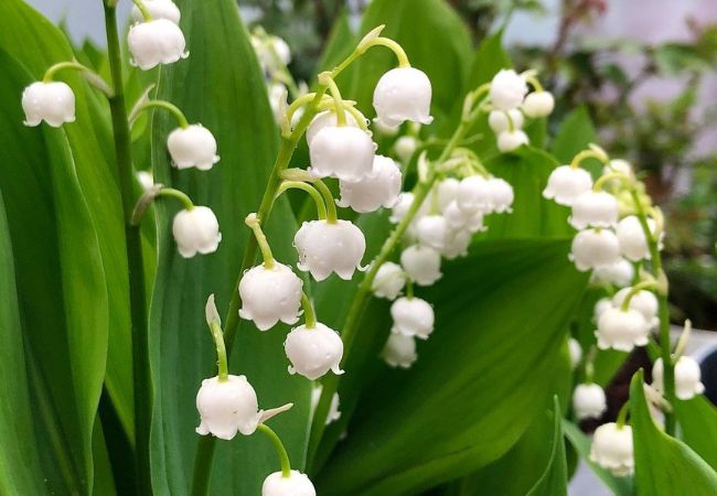 Lily of the Valley: The Delicate, Fragrant Beauty of Spring