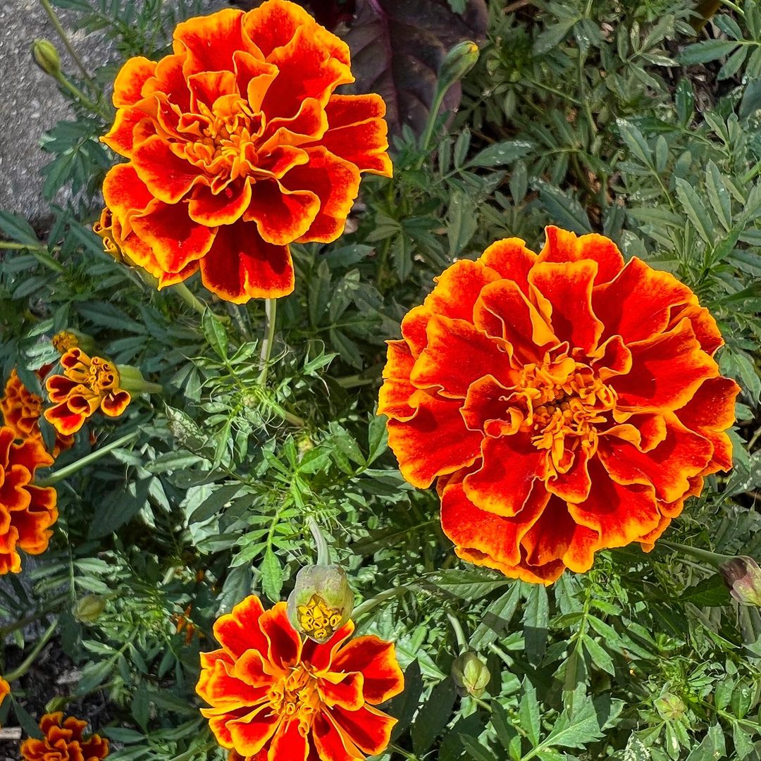 Lush garden with marigold flowers in full bloom, showcasing their vibrant hues.