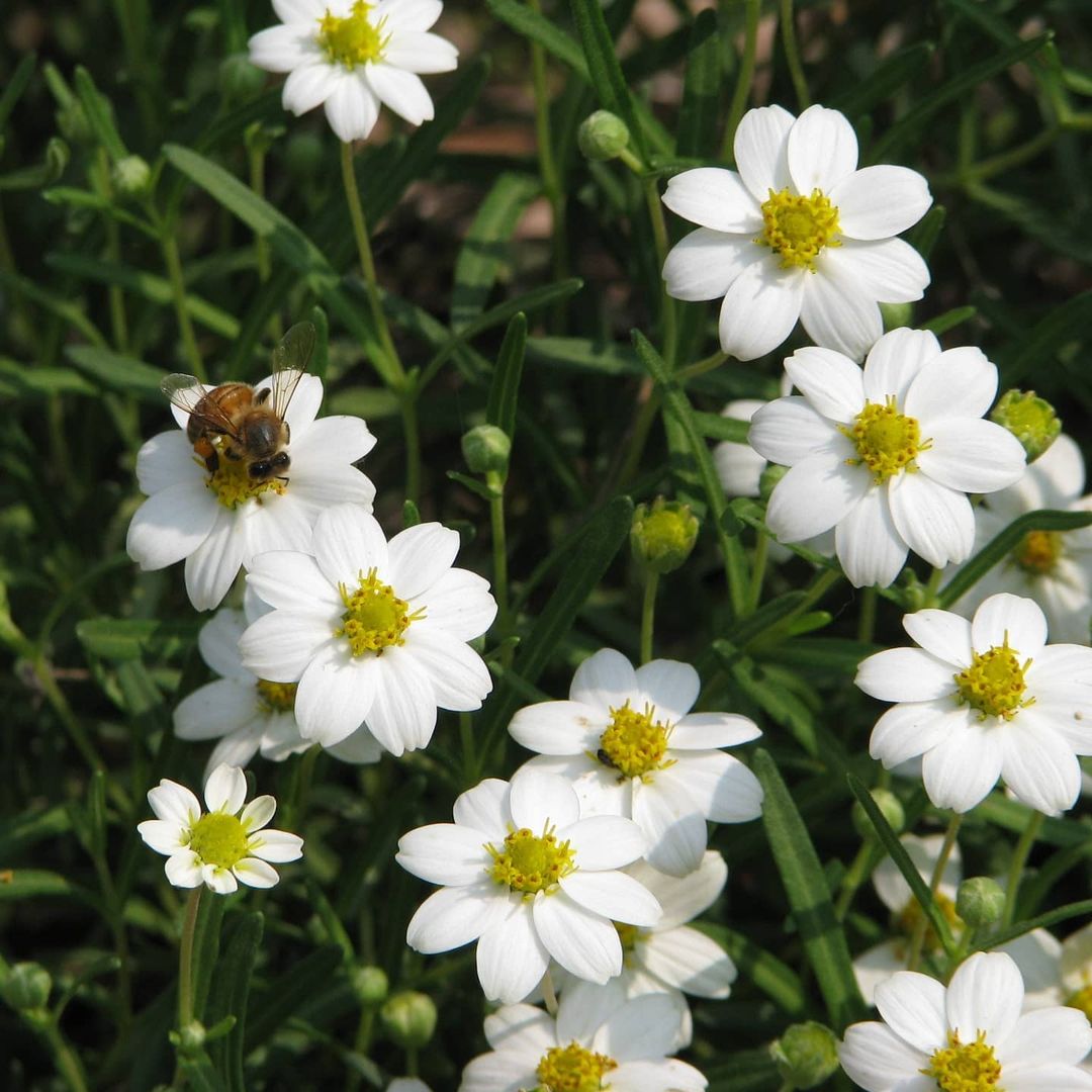 A Melampodium plant with a bee resting on its white flowers.