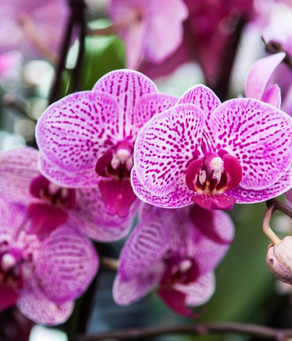 Orchids are exotic, elegant flowers known for their intricate blooms and vibrant colors.