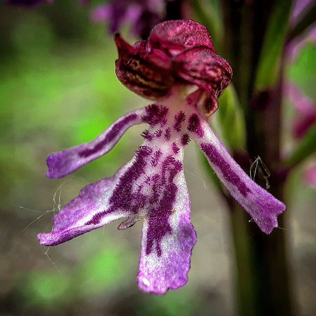 Orchis purpurea, known as the lady orchid, is a striking wildflower with tall spikes of purplish-pink flowers and dark speckled lips.flowers that look like vaginas