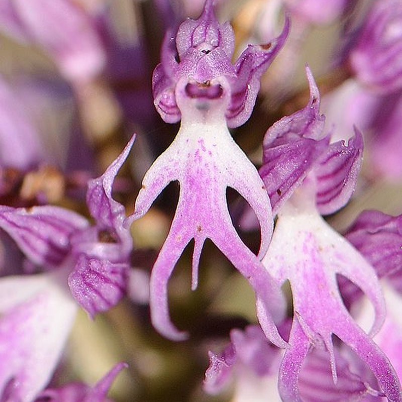 Orchis italica, also known as the Naked Man Orchid.flowers that look like vaginas
