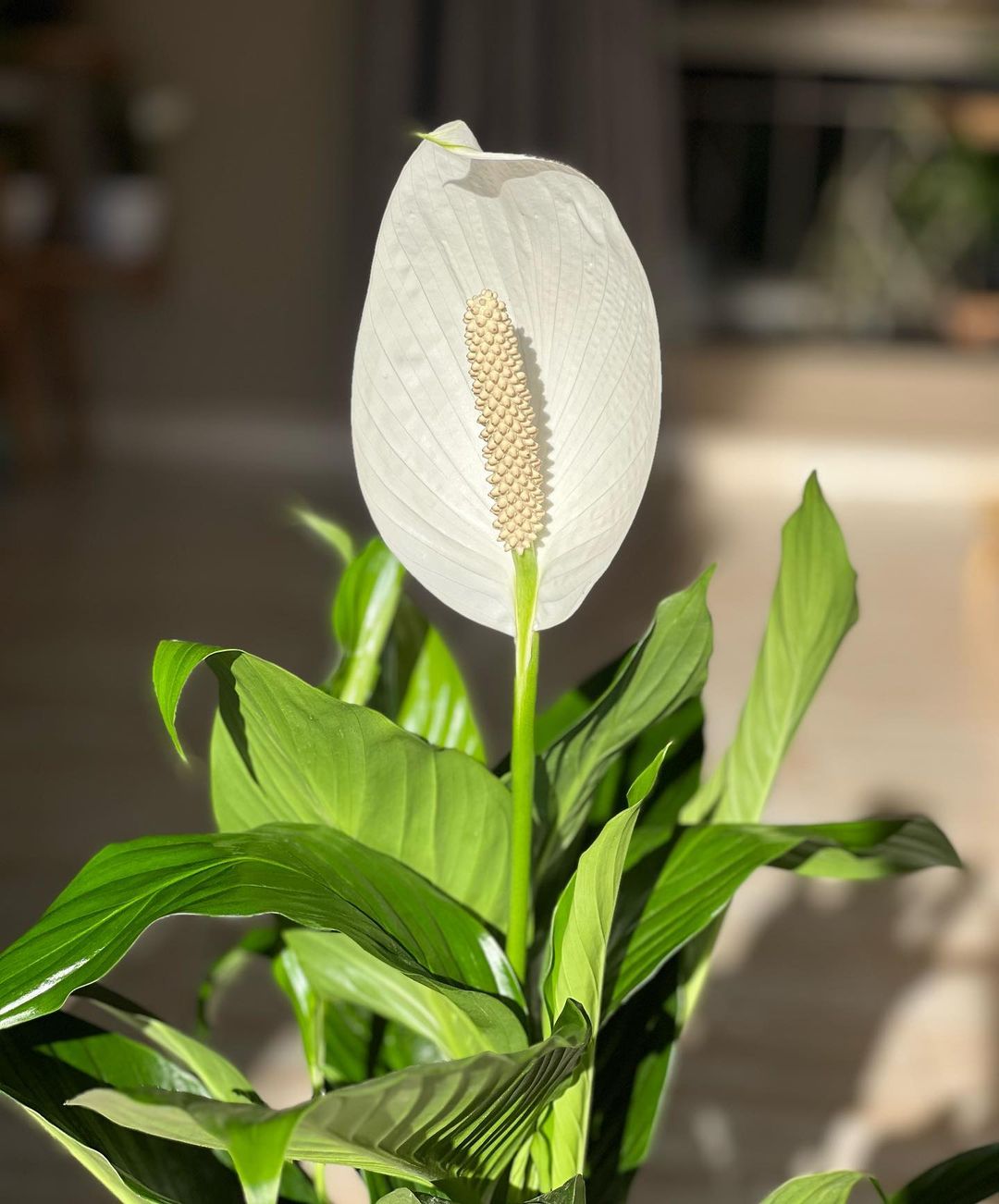 Peace Lily (Spathiphyllum) plant in a pot, showcasing lush green leaves and elegant white flowers.