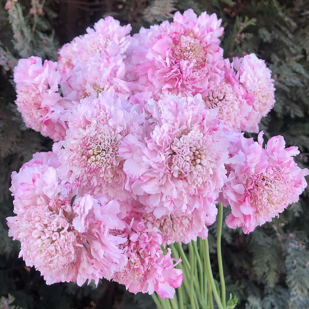 Pincushion Flowers, a beautiful bouquet of pink carnations in a vase.