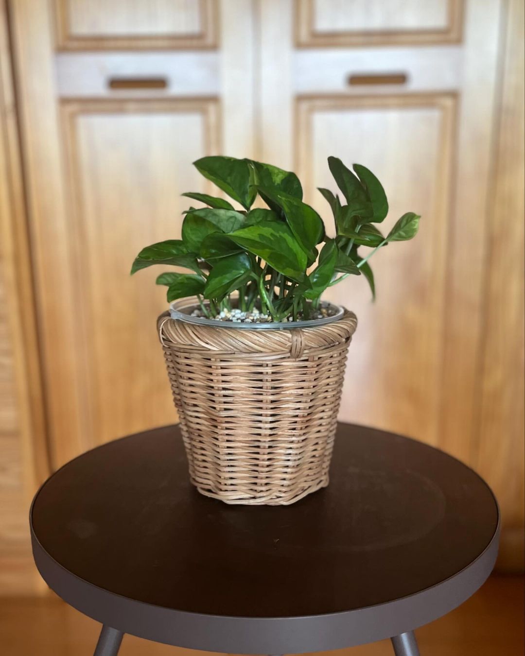 Pothos plant in a pot on a table with wooden doors in the background.
