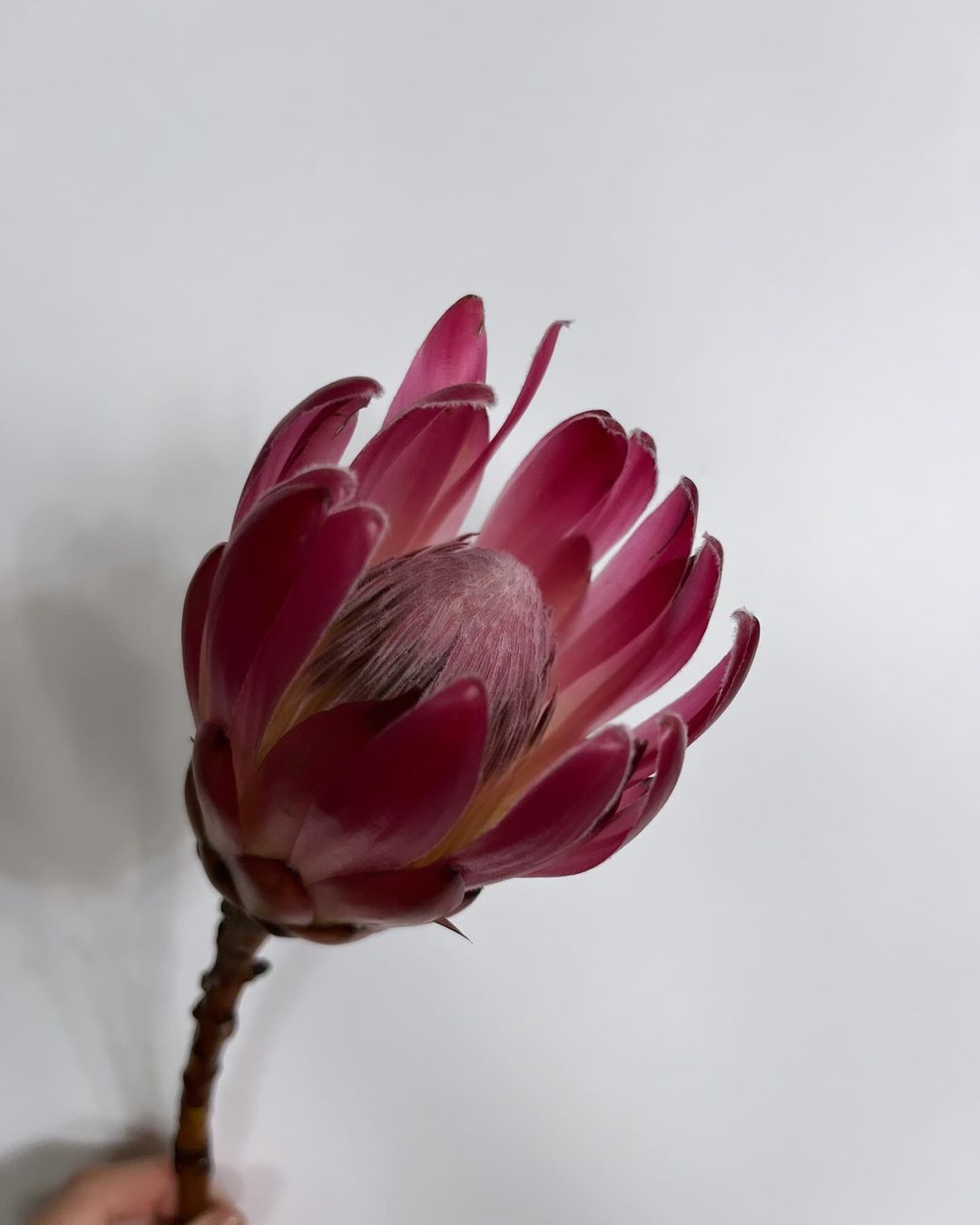 A person holding a pink Protea flower in their hand.