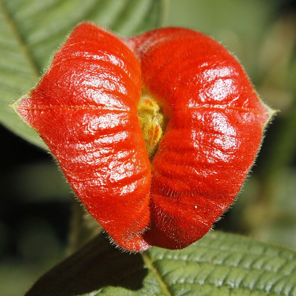 Psychotria elata, also known as