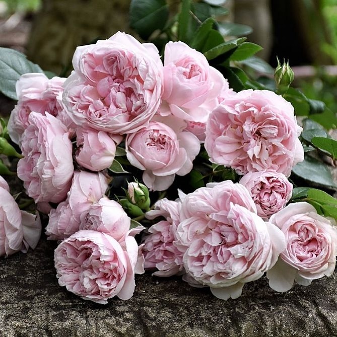Delicate pink roses resting on stone wall.