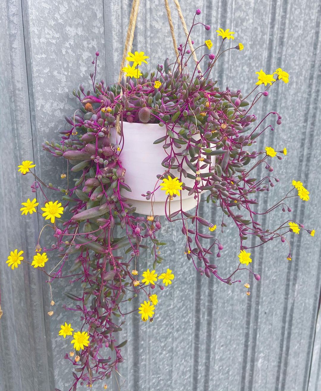 Hanging planter with yellow Ruby Necklace flowers and purple Othonna capensis plants.