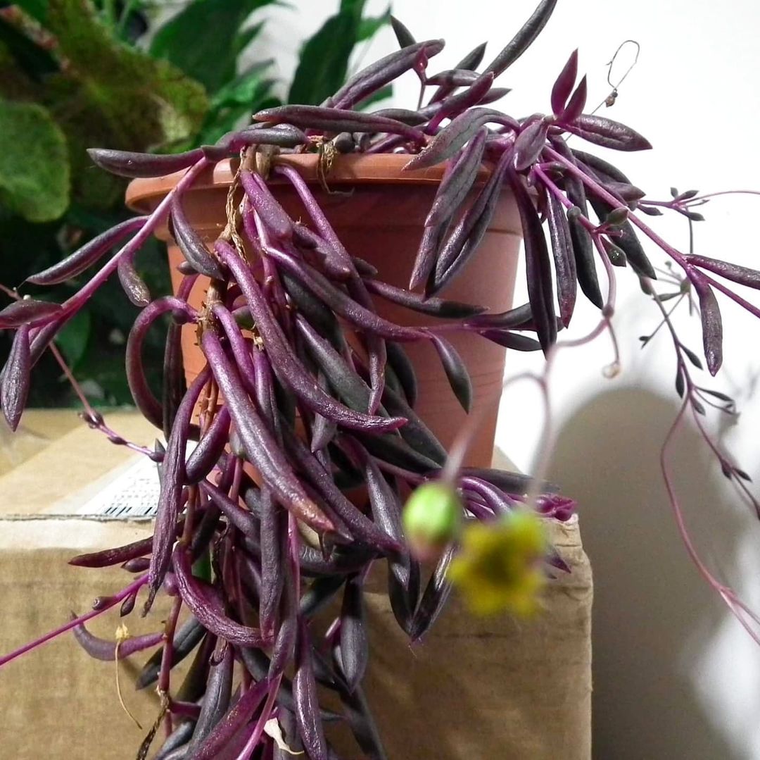Purple flowers blooming on top of a box, Ruby Necklace Plants.