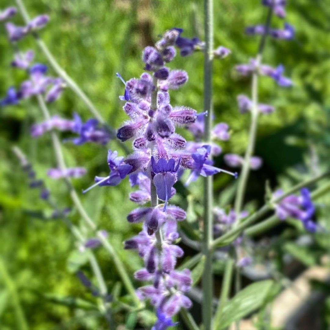 A close-up of a Russian Sage flower with vibrant purple petals and lush green leaves.