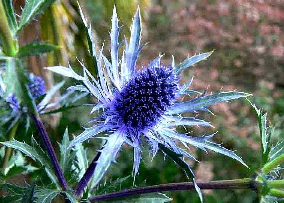 Blue Sea Holly flower with purple leaves.