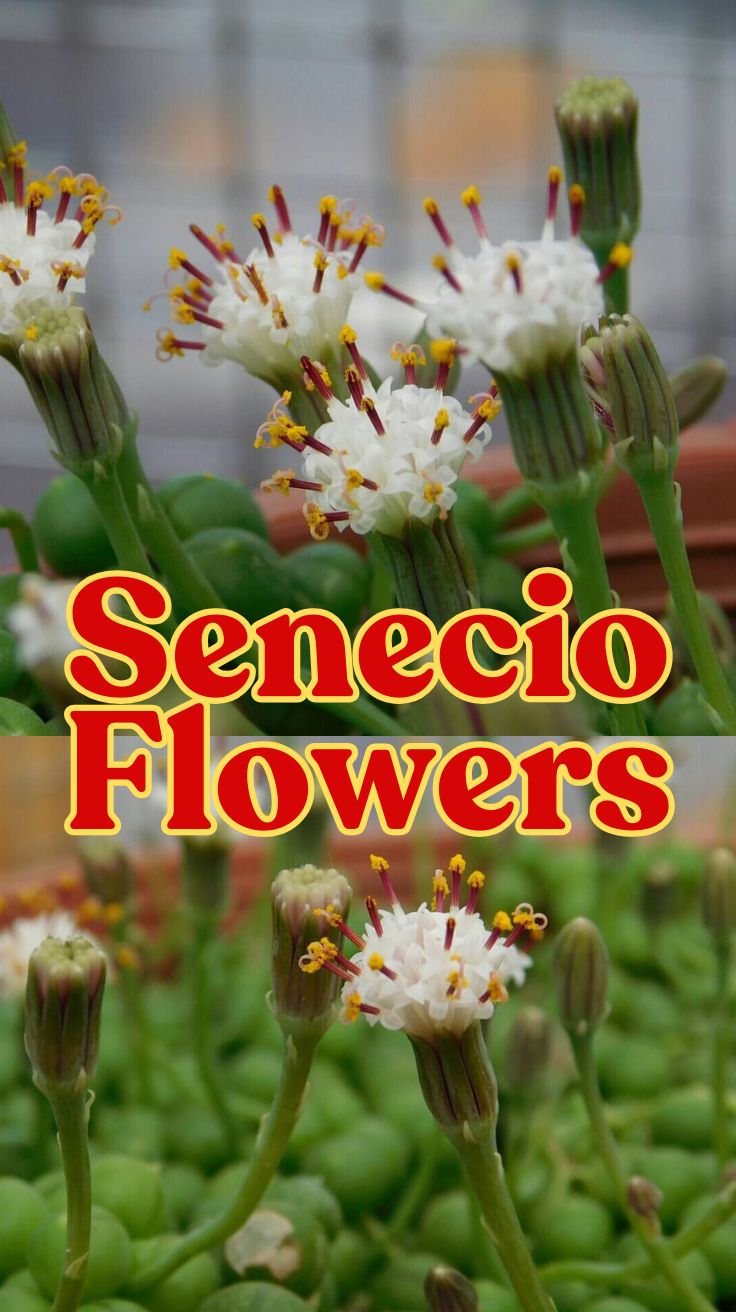 Senecio Flowers