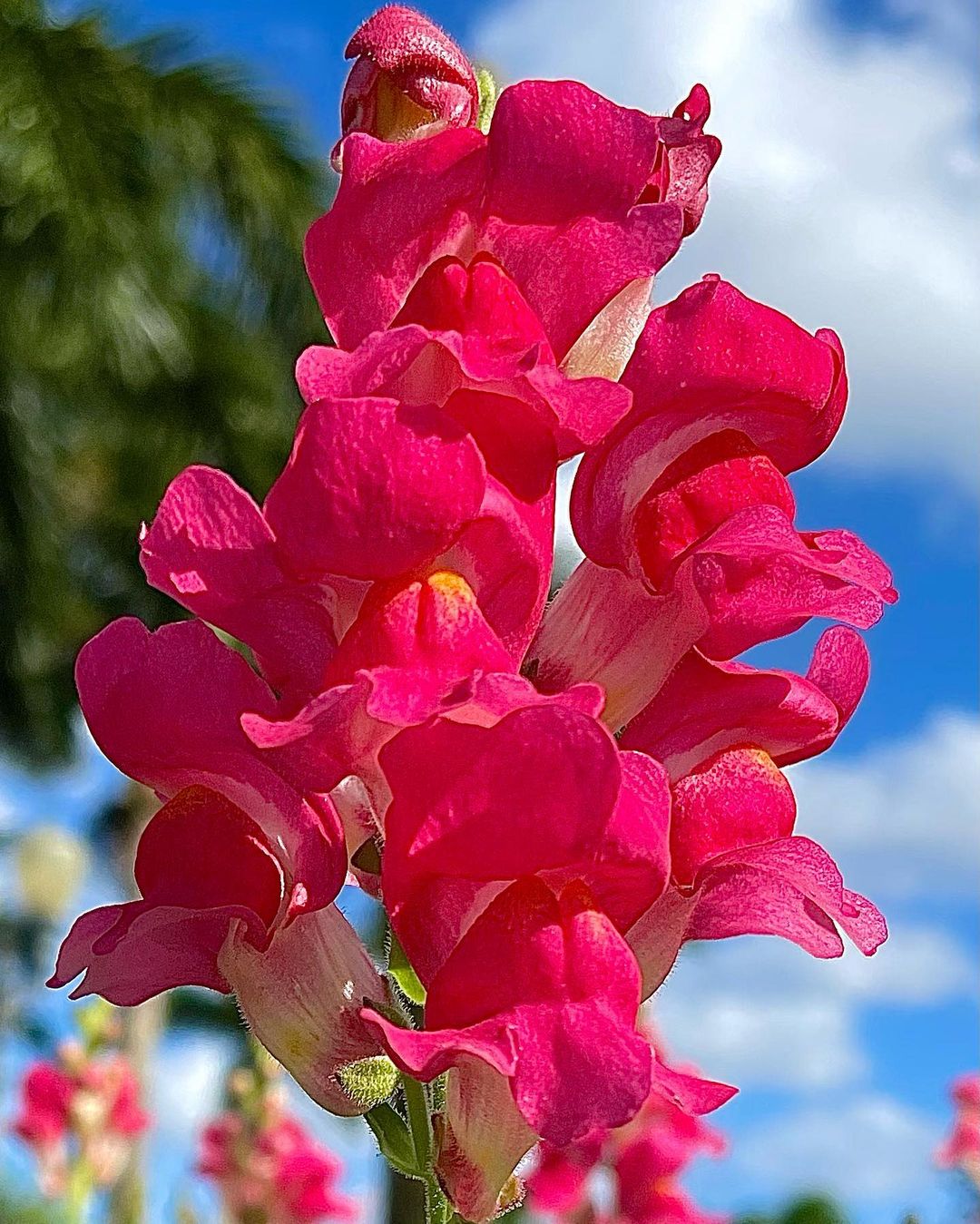 Pink snapdragon flower with white petals against a blue sky. Snapdragons