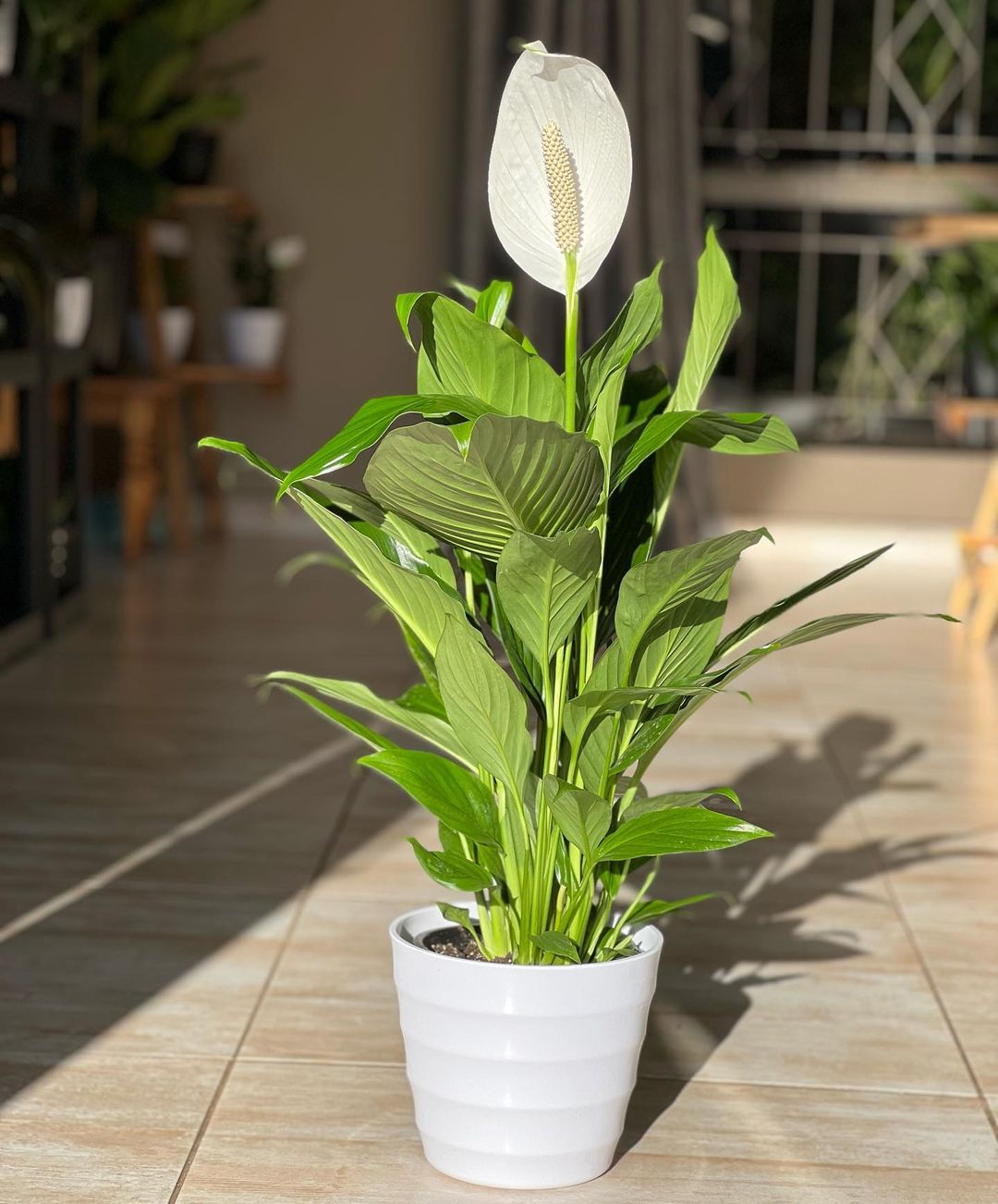 White potted plant featuring Spathiphyllum (Peace Lily) with vibrant green leaves.