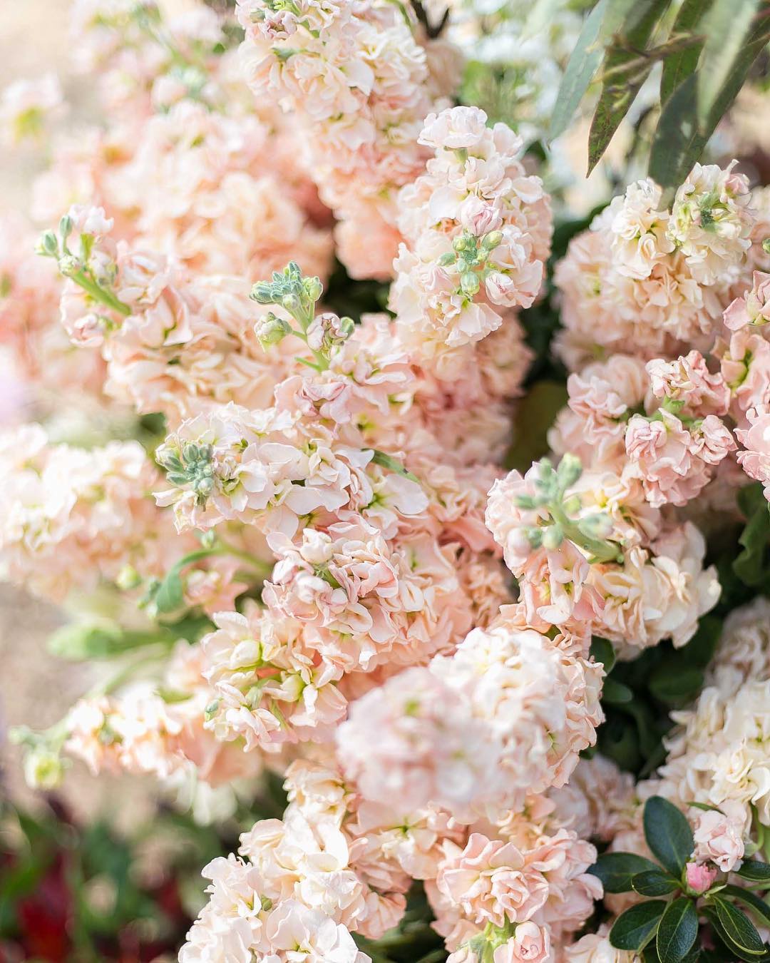 Stock photo of pink flowers in vase.